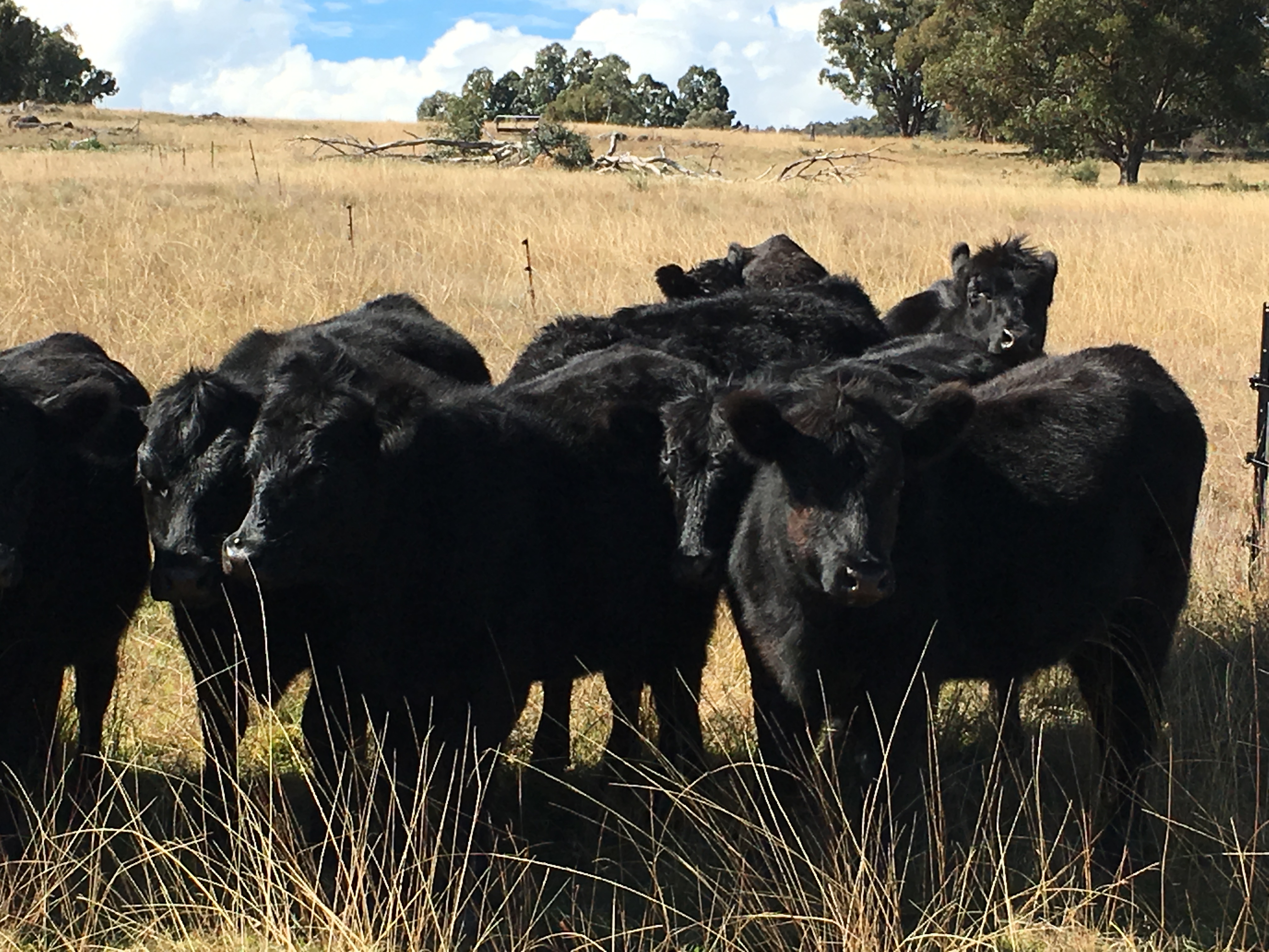 The Rule of Succession and “Weed” Management