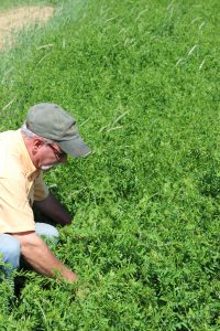 multispecies crops and pastures - regenerative techniques and tools