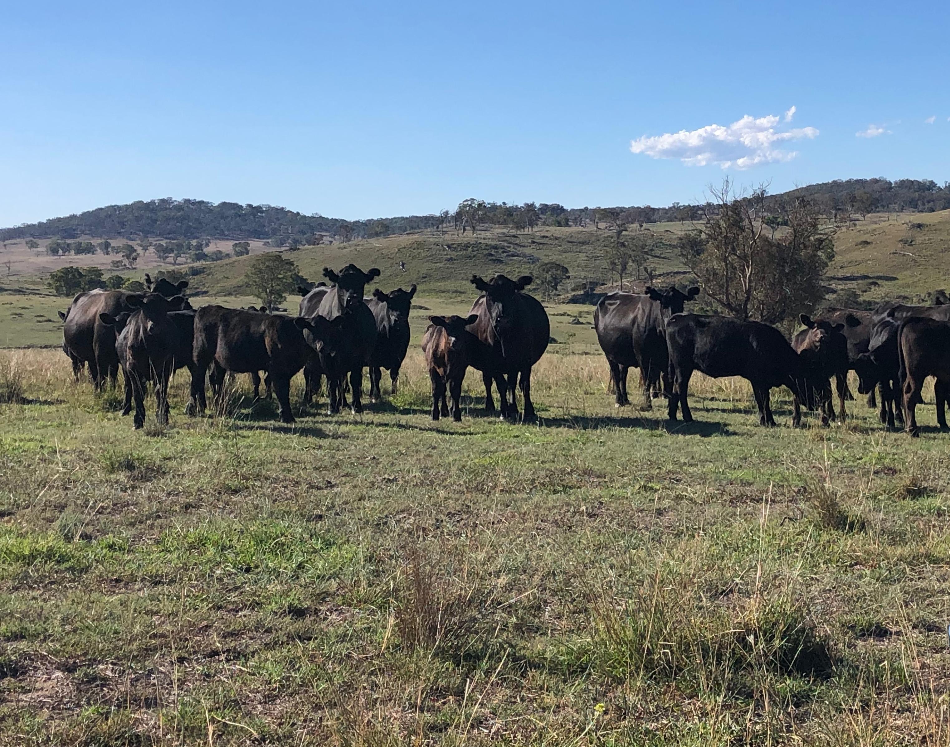 A way forward for Australian Farming and Regional Communities – Regenerative Agriculture